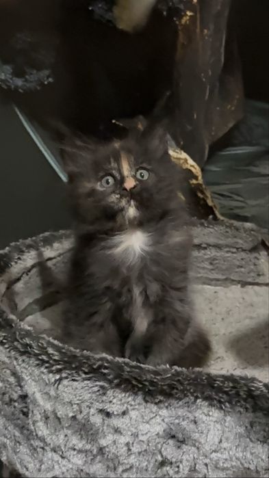 Премиальные котята Maine Coon | Элитная порода