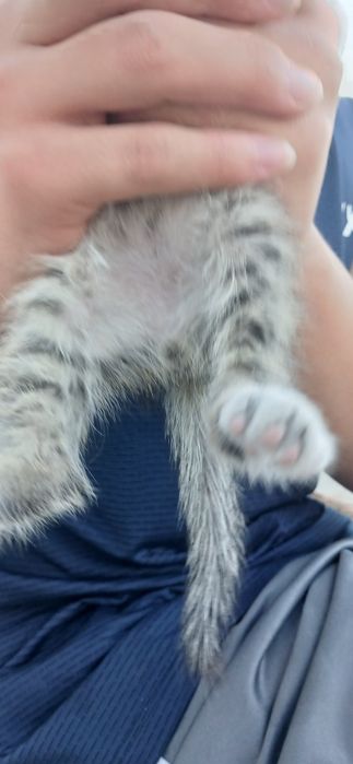 Domestic Shorthair tabby