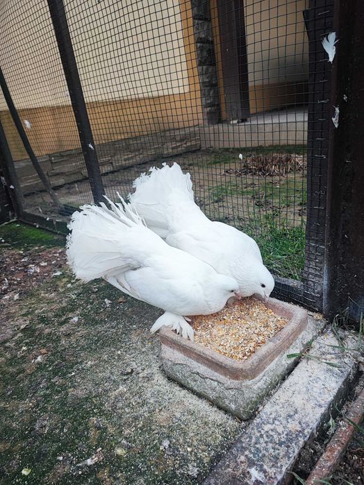 Porumbei voltati maghiari