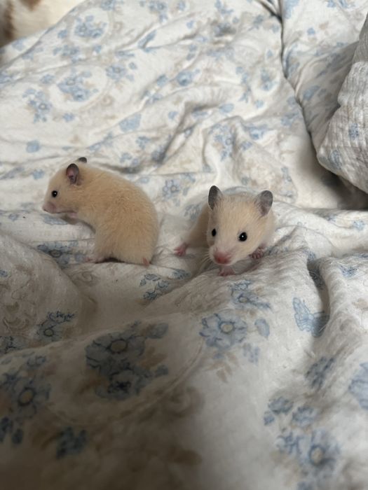 Продам хомичков за 2000 срочно