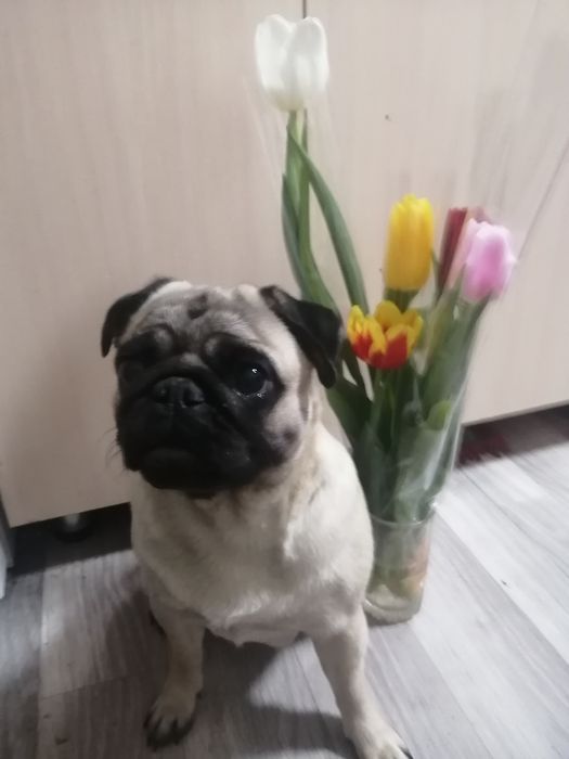 Чуда малышимопсята