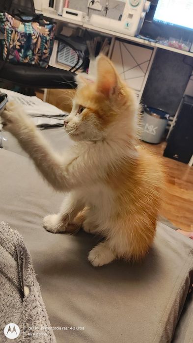 Котёнок рыжий мальчик