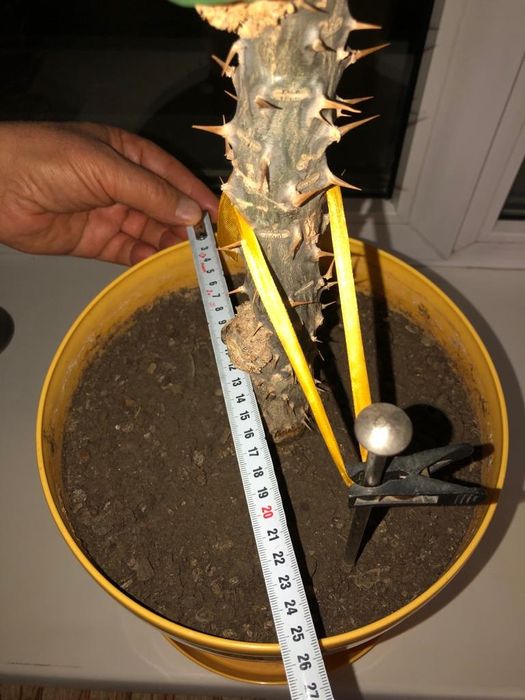 Цветок-молочай.Молочай