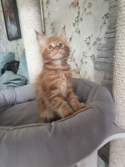 Котенок чистопородный Мейн-кун