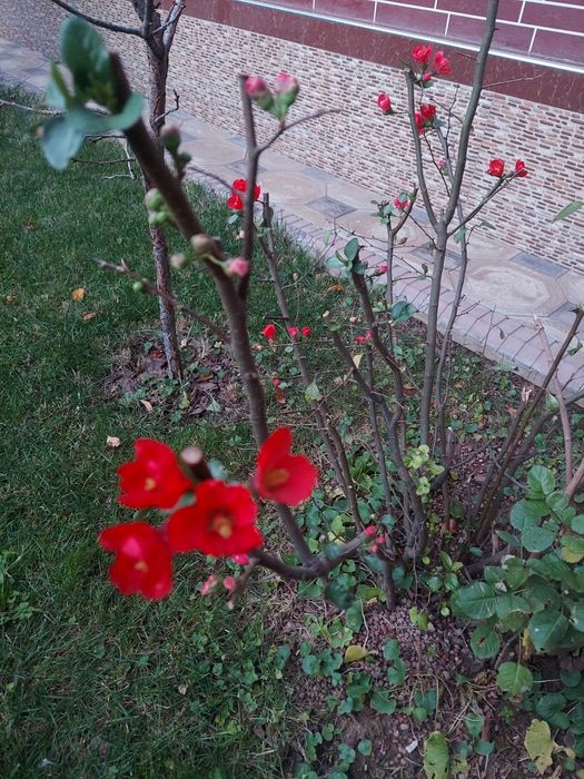 Дрова из дома и высохшие ветки