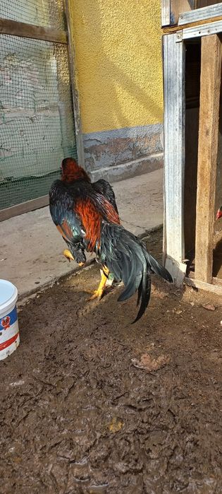 Дакан 1,6 ай кореец