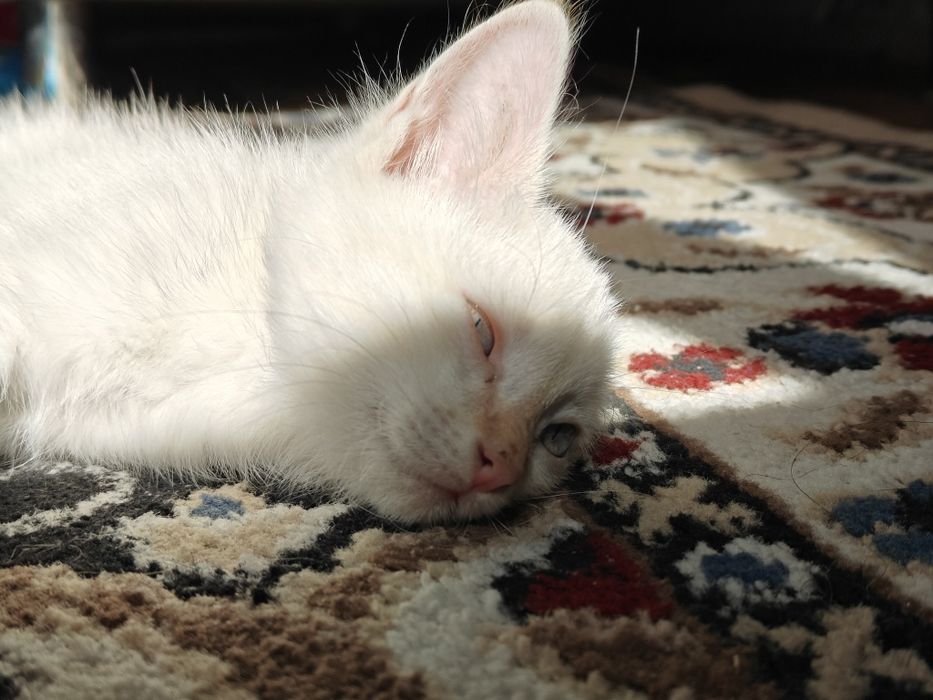 Котенок 2 месяца