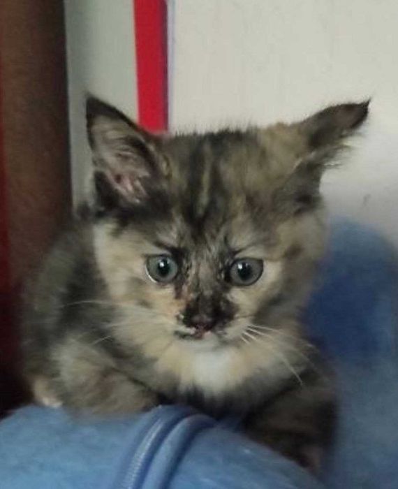 Котёнок 2 месяца