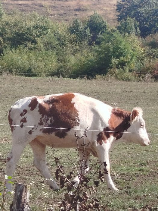 vând vițea de un an și 7 luni