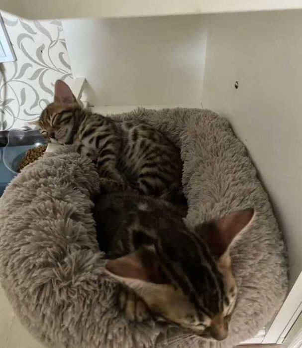 Бенгальские котята