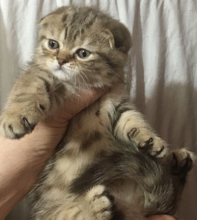 Шикарные плюшевые котята