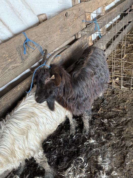 Vand un berbec si doua capre