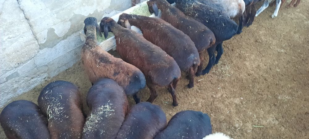 май семиз токты тусак кой кошкар