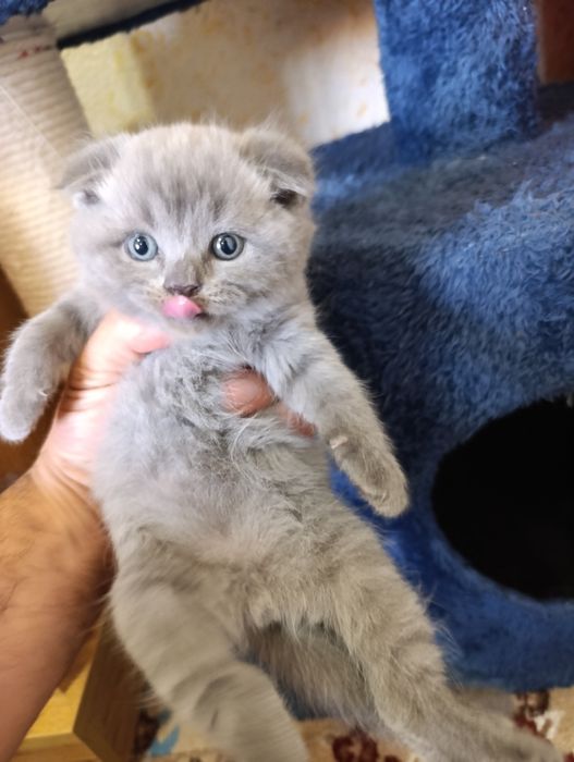 Mushukchalar sotiladi