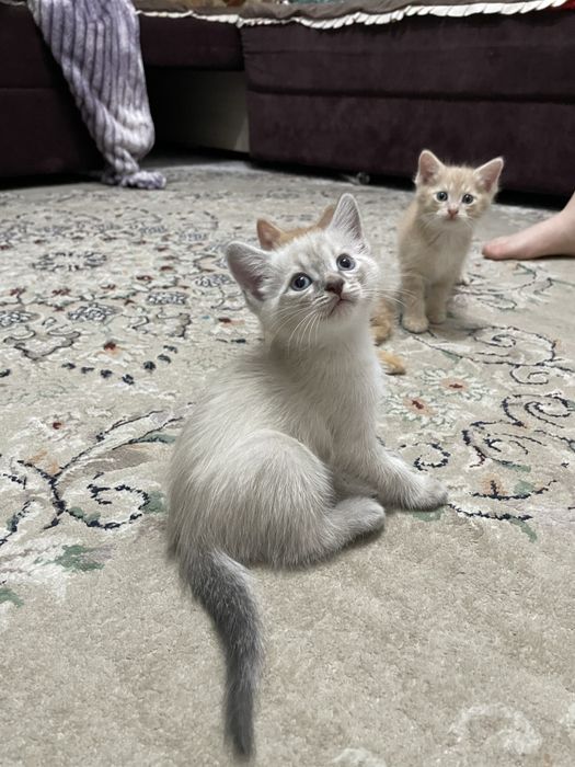 Сиамский котенок