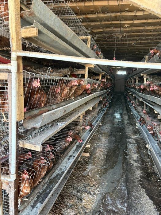 Клетка для курица