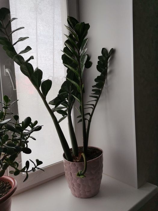 Продаётся долларовое дерево