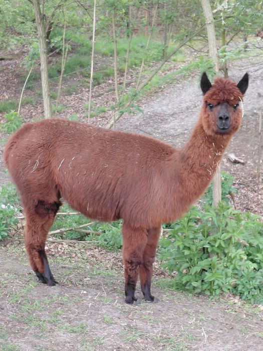 Vând alpaca perechi sau bucati