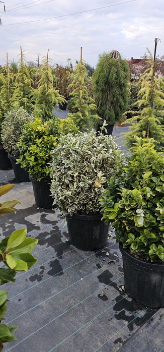 Plante Ornamentale diferite specialități tuia magnoli artar
