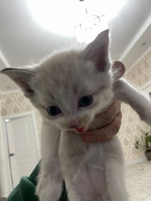 Два мальчика и две девочки