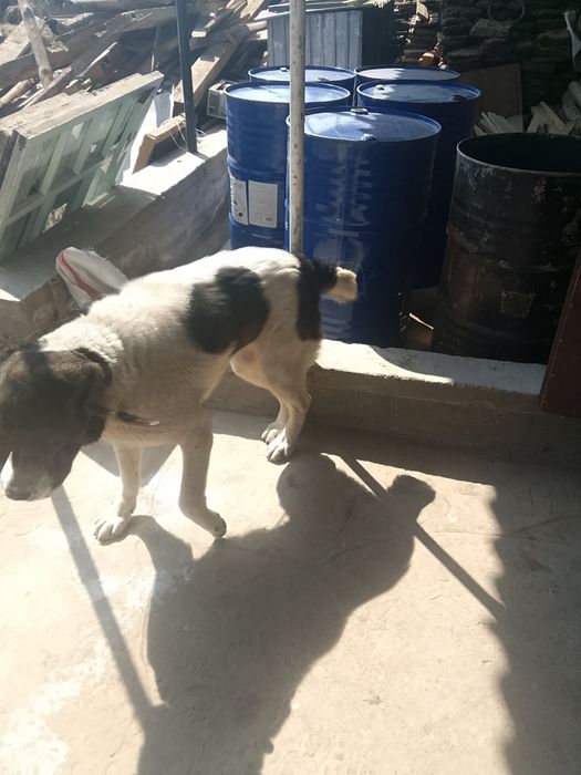 Алабай продаётся