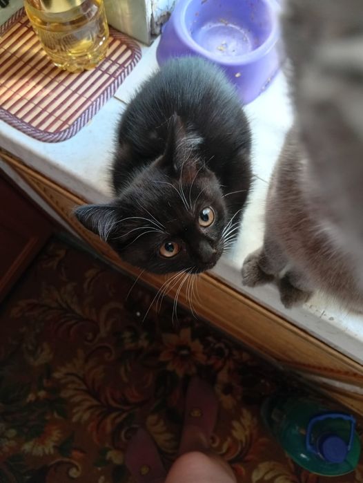 Отдаем прекрасных котят.