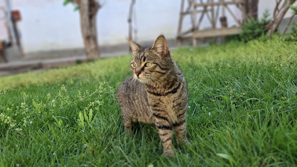 Отдам кошку бесплатно в хорошие руки.