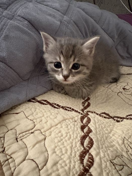 Отдам котёнка в добрые руки