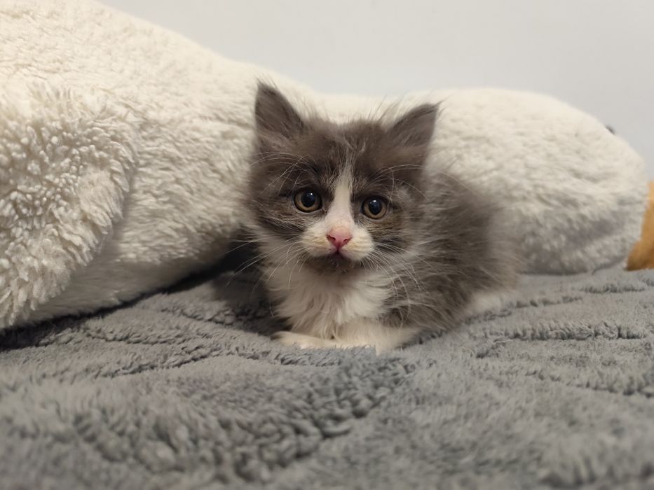 Котята, мальчики