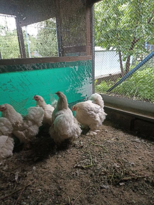 Продам цыплят белый кохи