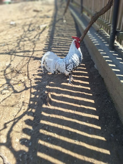 Oua pentru incubat Hamburg