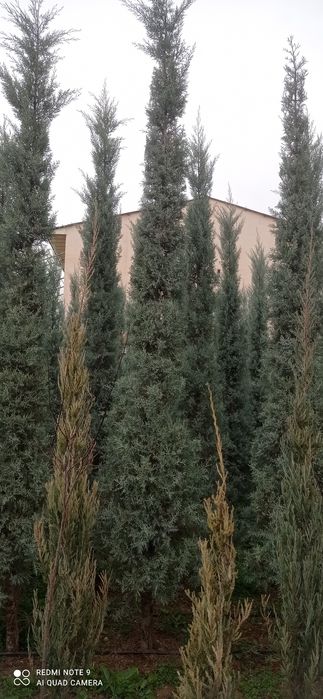 Arizoniskiy kiparis sotiladi oladiganla tel qila