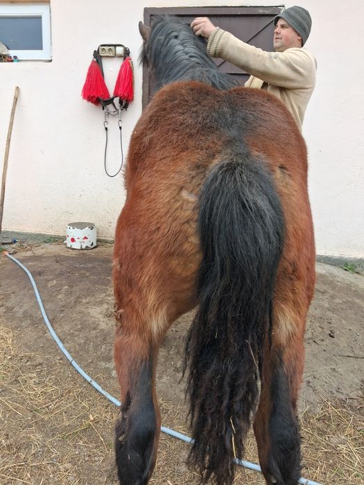 Mânz de vanzare 8 luni