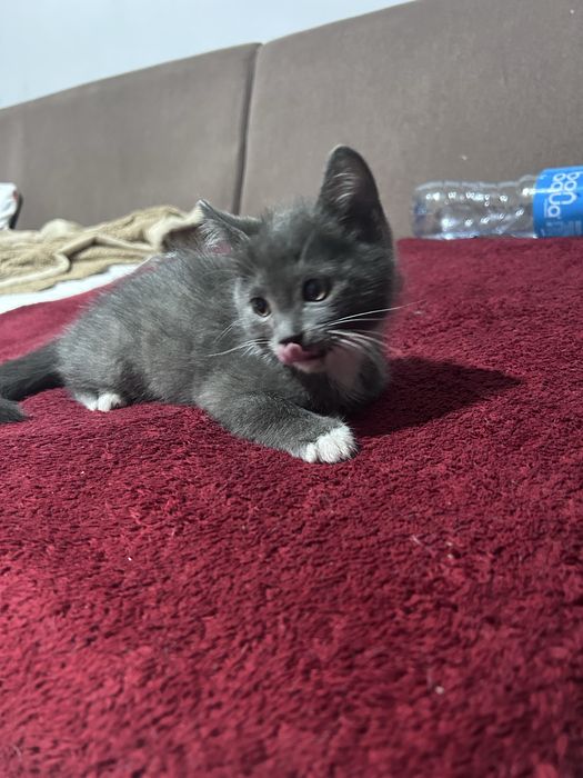 Отдам очаровательного котенка