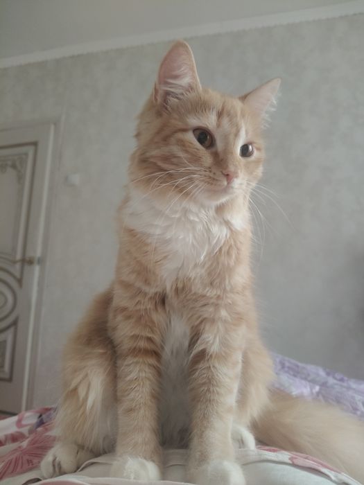 Отдам даром игривую кошку