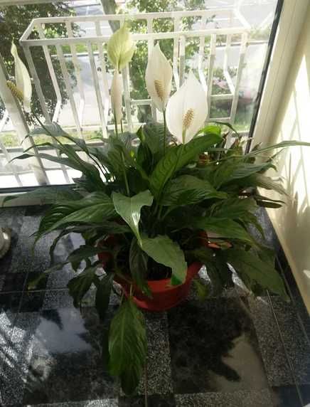 Vând Floare, Crinul Păcii sau Floarea Lunii.