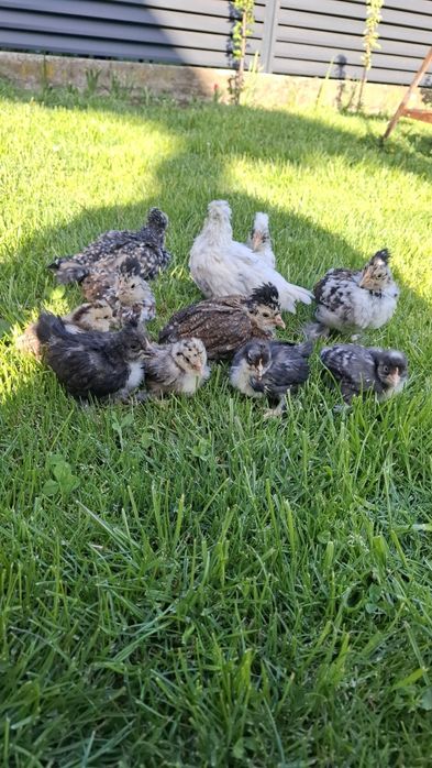 PUI Struma bantam