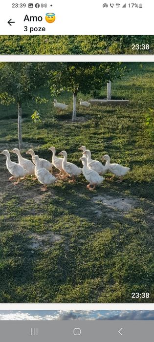 Boboci de gâscă de vânzare