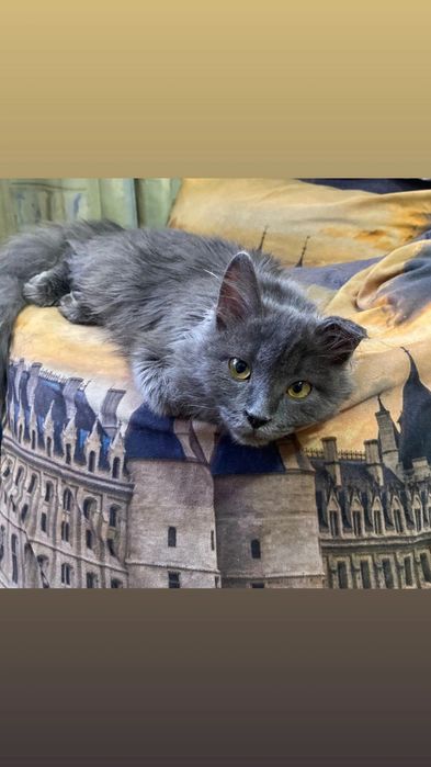 Пристрою в добрые руки.