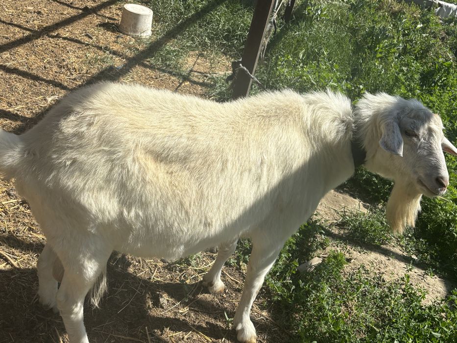 Ешкі сатам келісеміз