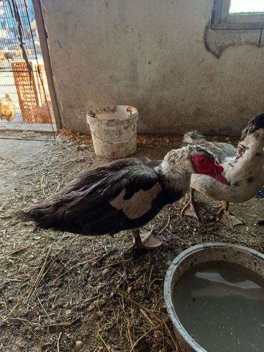 Продам индоуток  и селезней