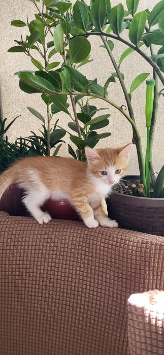 Домашний котёнок девочка (қыз бала мысык)