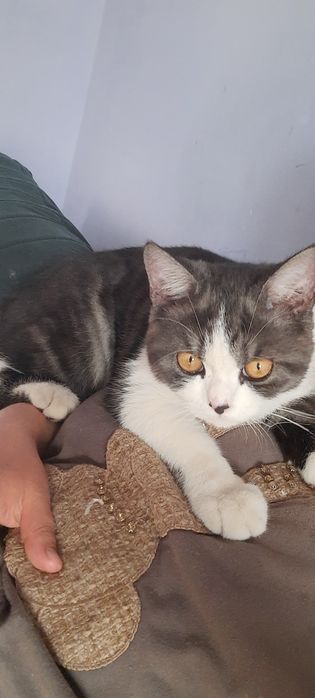 Вязка Шотландский скоттиш-страйт