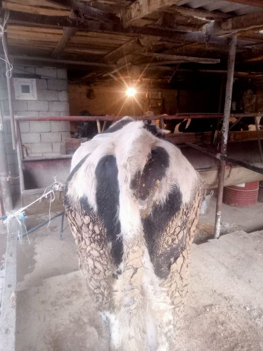 Бука сатылады жаксы порода