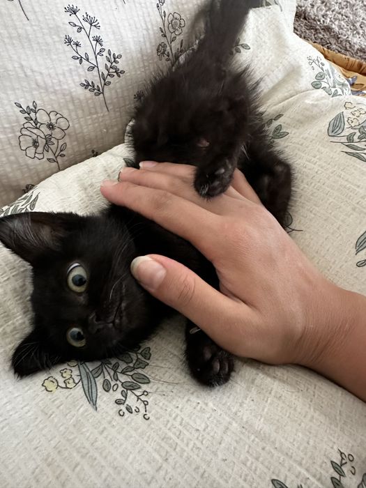 Миленький котенок