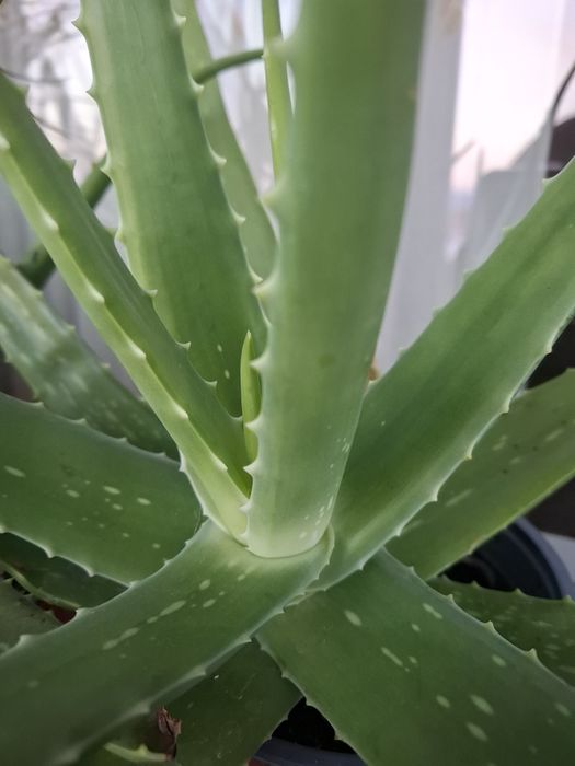 Aloe Vera medicinală