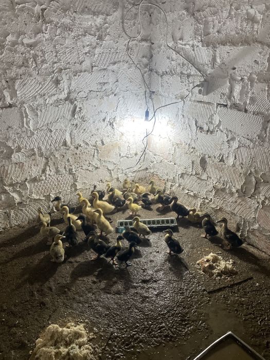 Уйректер сатылады. Продаётся утки