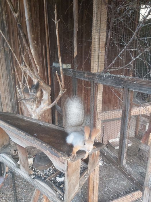 Продаю белку,вольерная