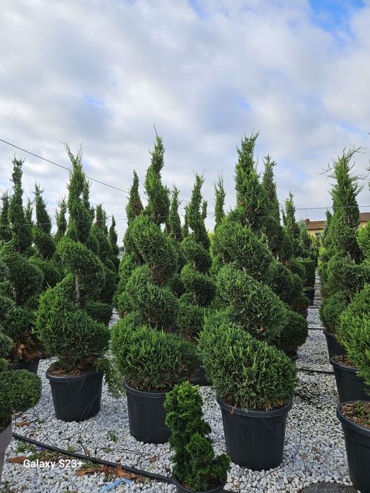 Vindem plante ornamentale de calitate extra