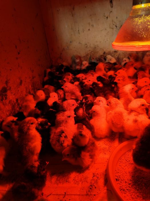 Vând pui brahma și marans